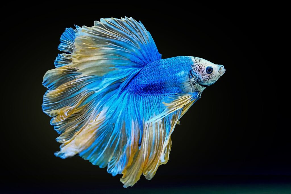 fighting fish, betta splendens, fish-6029905.jpg