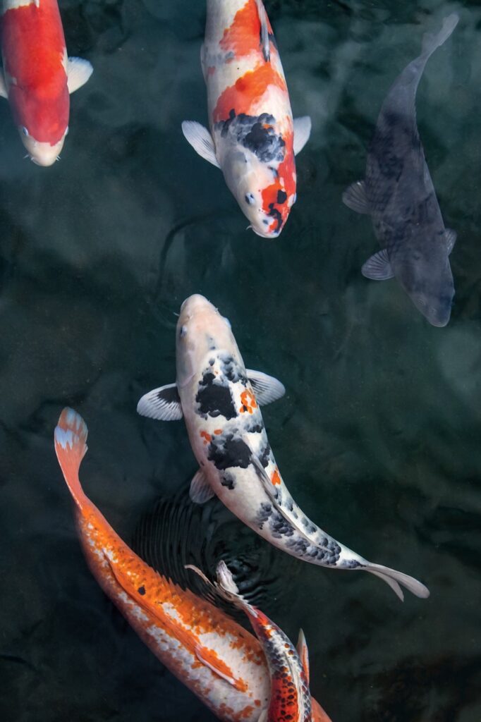 phone wallpaper, fish, koi-5265096.jpg